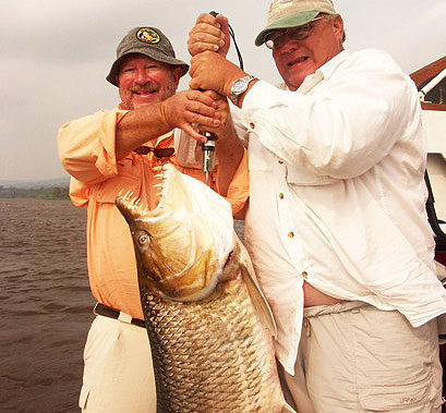 goliath tiger fish. GOLIATH TIGER FISH DESCRIPTION